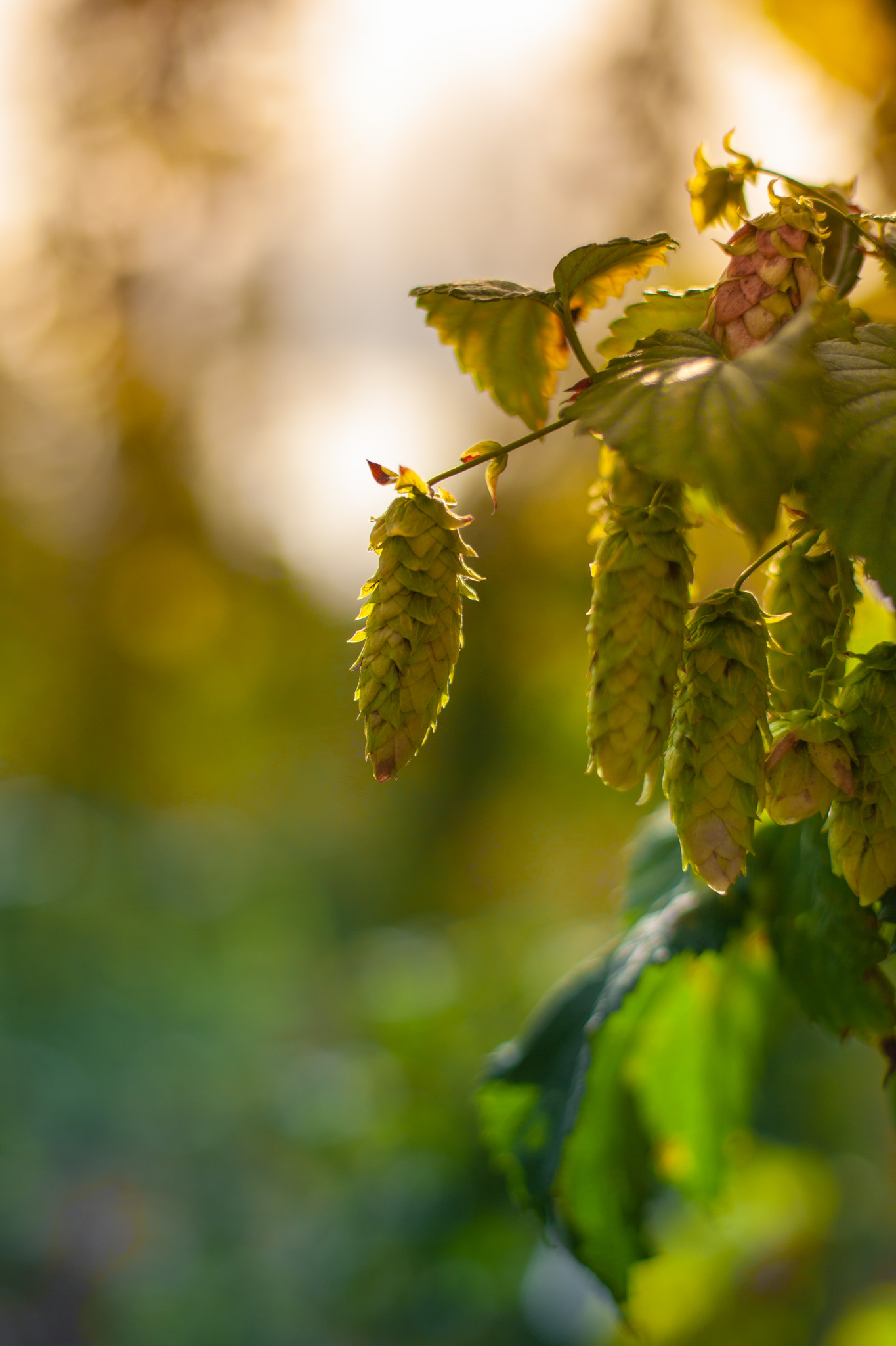 Campaña fotográfica Cerveza Artesanal por Polarizador Estudio, detalle 8